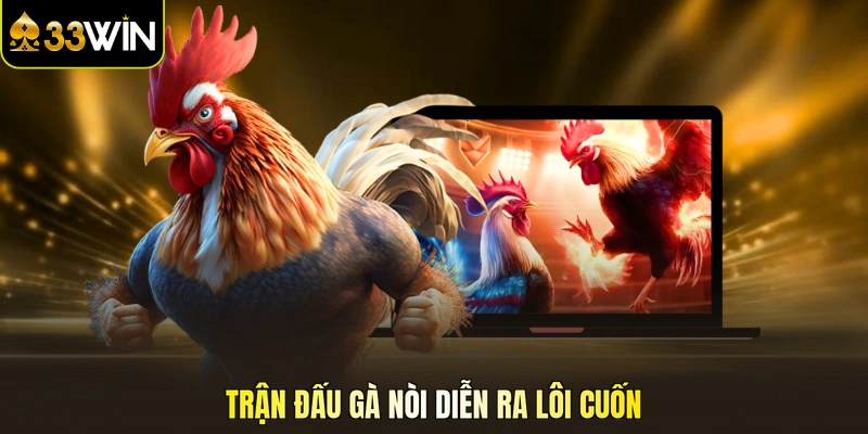 Trận đấu gà nòi diễn ra lôi cuốn